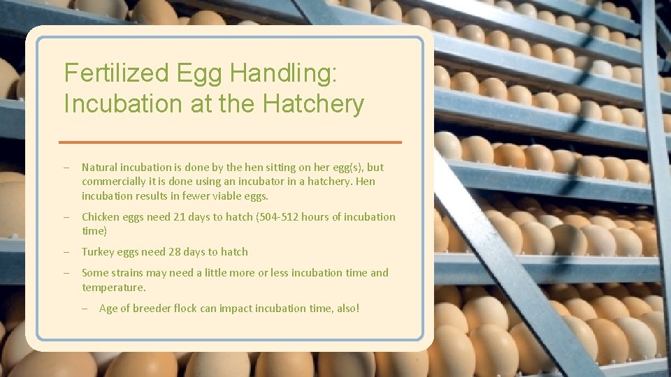 Fertilized Egg Handling: Incubation at the Hatchery – Natural incubation is done by the