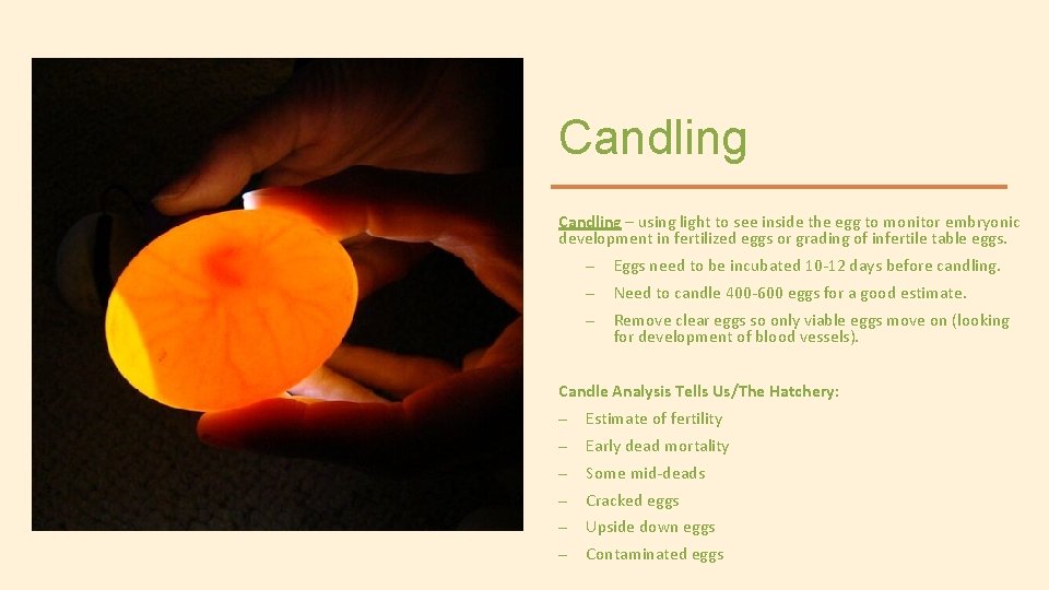 Candling – using light to see inside the egg to monitor embryonic development in