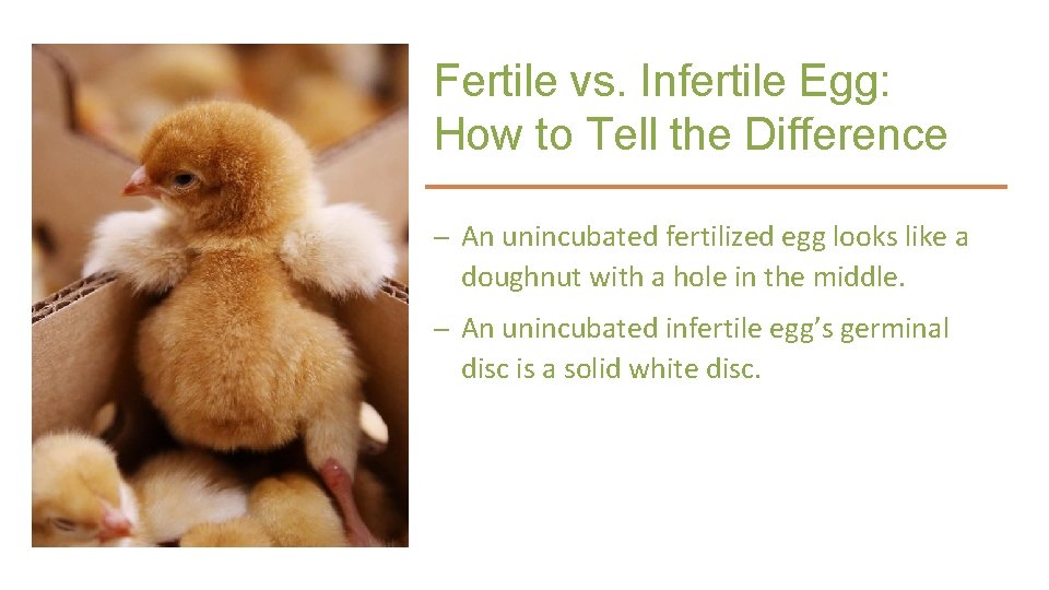 Fertile vs. Infertile Egg: How to Tell the Difference – An unincubated fertilized egg