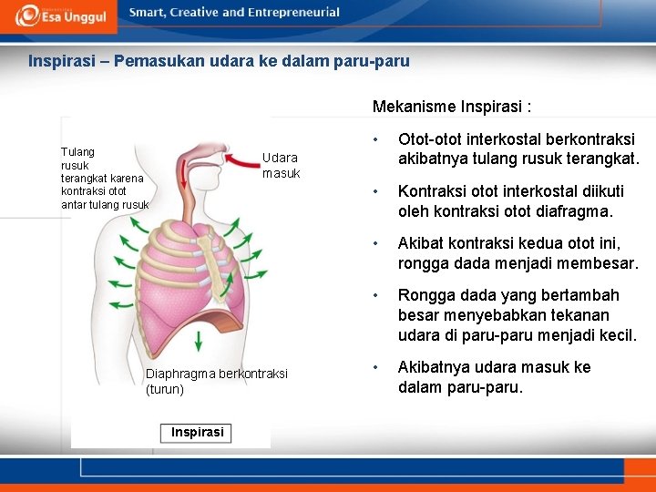 Inspirasi – Pemasukan udara ke dalam paru-paru Mekanisme Inspirasi : Tulang rusuk terangkat karena