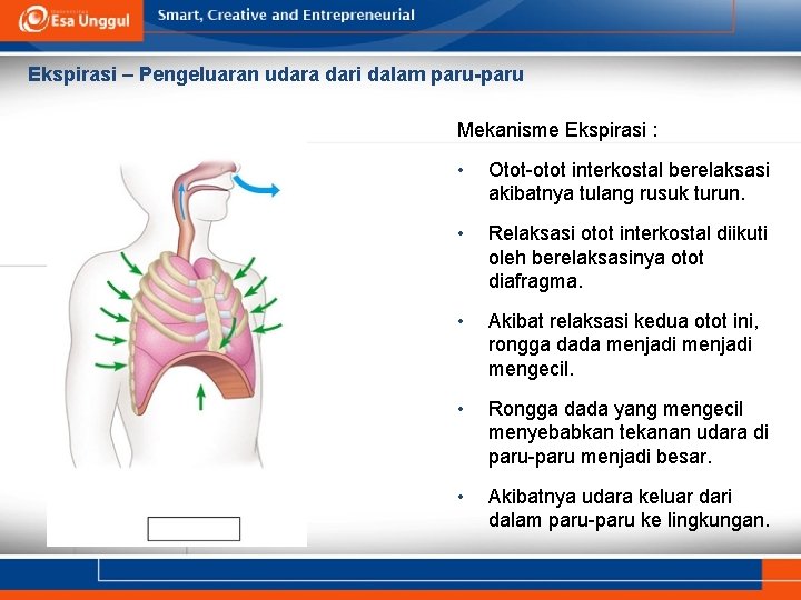 Ekspirasi – Pengeluaran udara dari dalam paru-paru Mekanisme Ekspirasi : • Otot-otot interkostal berelaksasi