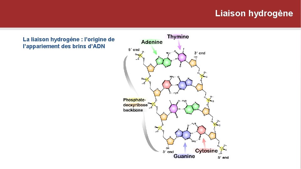 Liaison hydrogène La liaison hydrogène : l’origine de l’appariement des brins d’ADN 