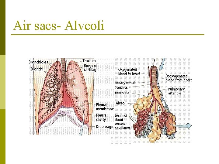 Why do we have a respiratory system 1