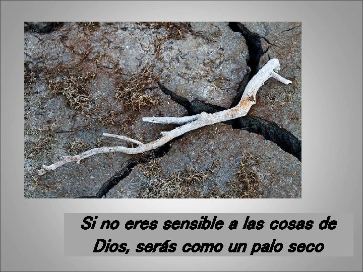 Si no eres sensible a las cosas de Dios, serás como un palo seco
