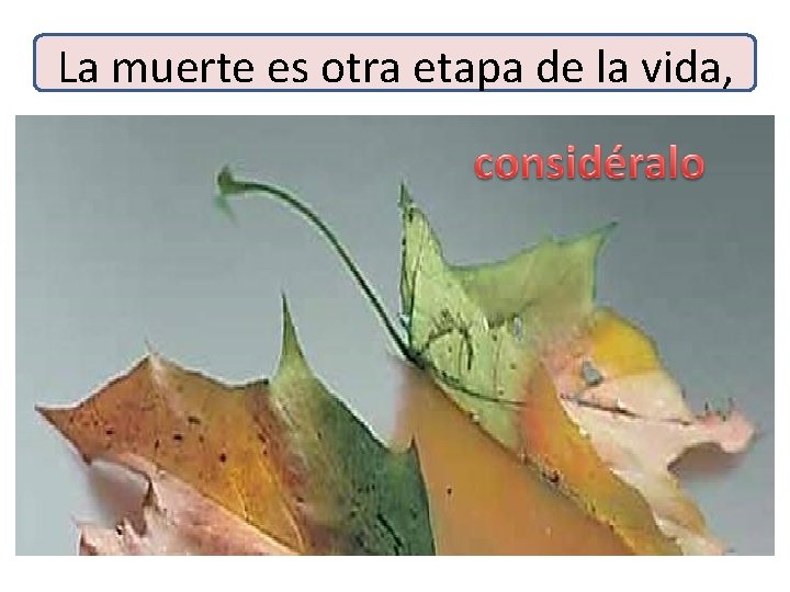 La muerte es otra etapa de la vida, 