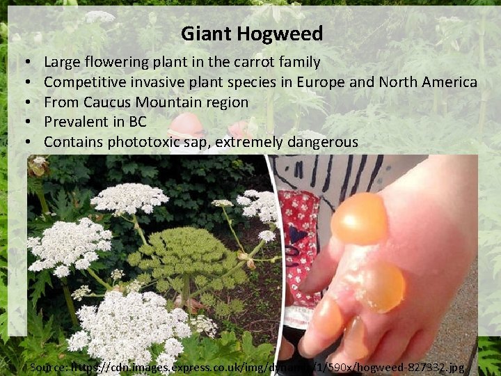 Giant Hogweed • • • Large flowering plant in the carrot family Competitive invasive Giant Hogweed • • • Large flowering plant in the carrot family Competitive invasive