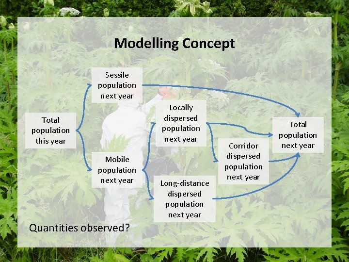 Modelling Concept Sessile population next year Locally dispersed population next year Total population this Modelling Concept Sessile population next year Locally dispersed population next year Total population this