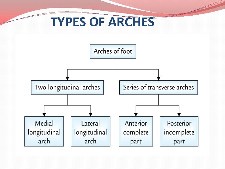 TYPES OF ARCHES 