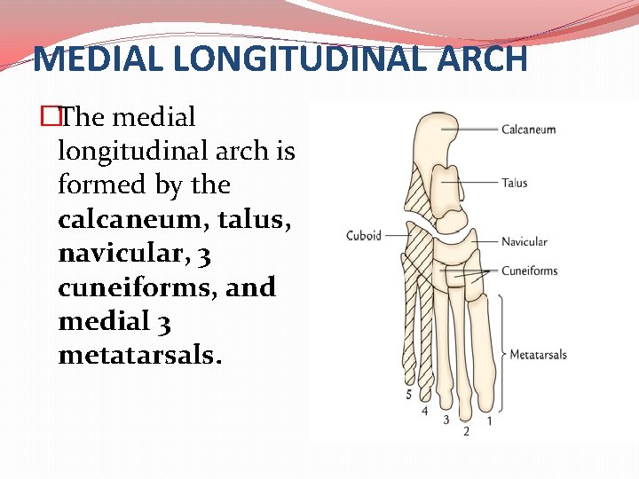 MEDIAL LONGITUDINAL ARCH �The medial longitudinal arch is formed by the calcaneum, talus, navicular,