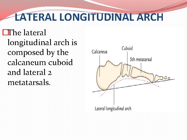 LATERAL LONGITUDINAL ARCH �The lateral longitudinal arch is composed by the calcaneum cuboid and
