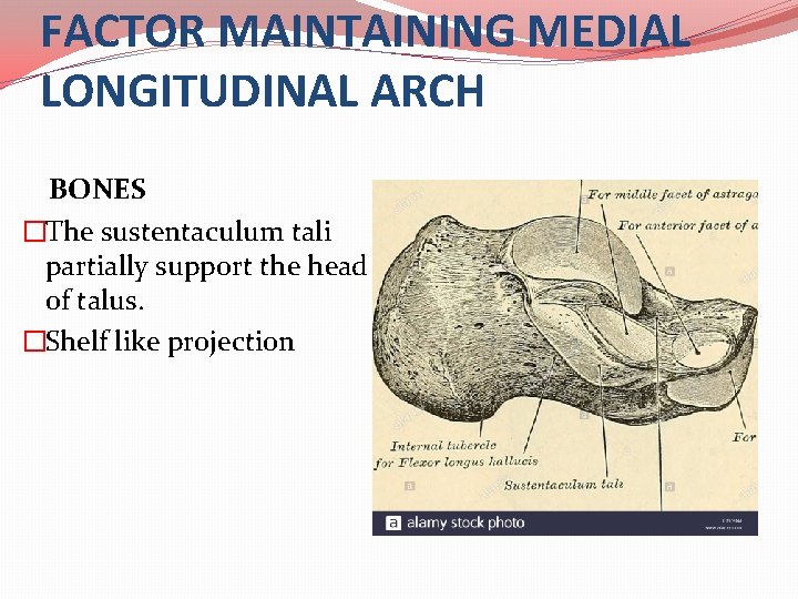 FACTOR MAINTAINING MEDIAL LONGITUDINAL ARCH BONES �The sustentaculum tali partially support the head of