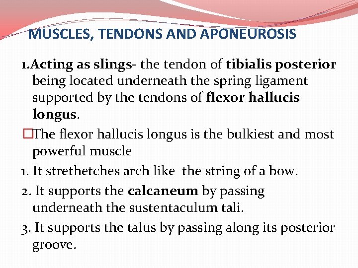 MUSCLES, TENDONS AND APONEUROSIS 1. Acting as slings- the tendon of tibialis posterior being