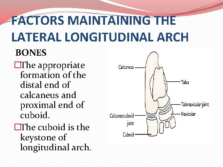 FACTORS MAINTAINING THE LATERAL LONGITUDINAL ARCH BONES �The appropriate formation of the distal end