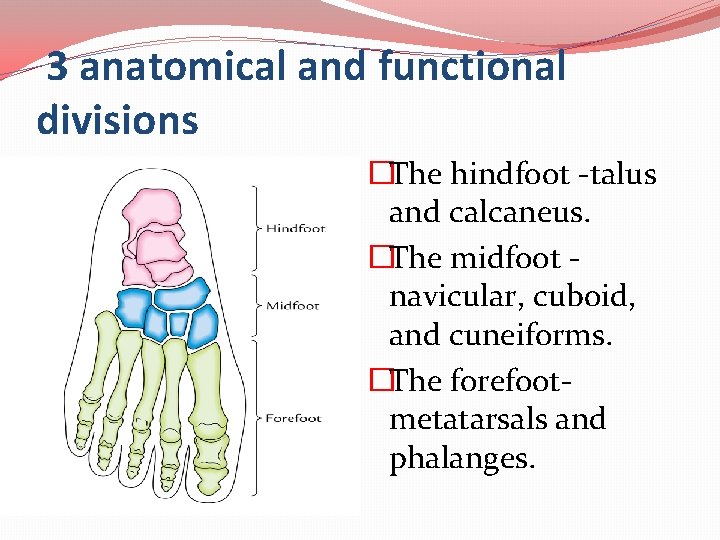 3 anatomical and functional divisions �The hindfoot -talus and calcaneus. �The midfoot navicular, cuboid,