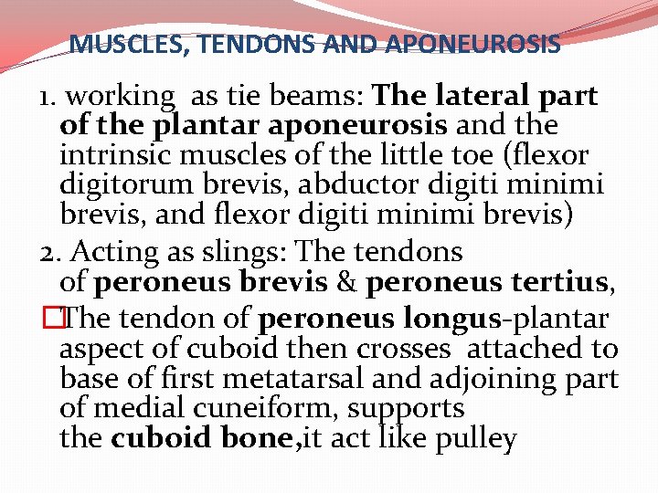 MUSCLES, TENDONS AND APONEUROSIS 1. working as tie beams: The lateral part of the