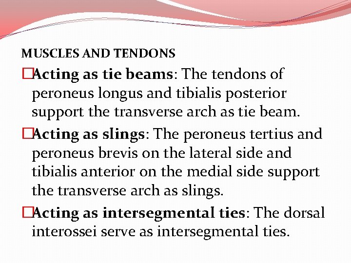 MUSCLES AND TENDONS �Acting as tie beams: The tendons of peroneus longus and tibialis