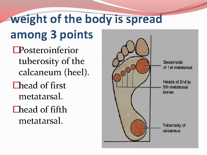 weight of the body is spread among 3 points �Posteroinferior tuberosity of the calcaneum