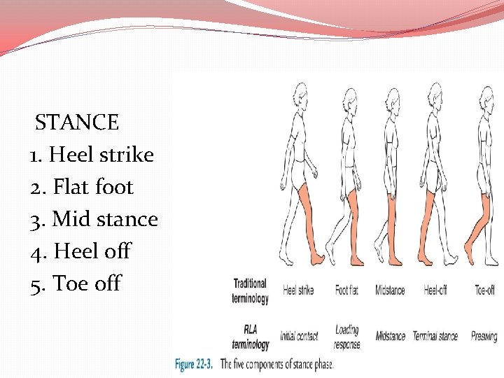 STANCE 1. Heel strike 2. Flat foot 3. Mid stance 4. Heel off 5.