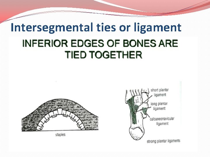Intersegmental ties or ligament 