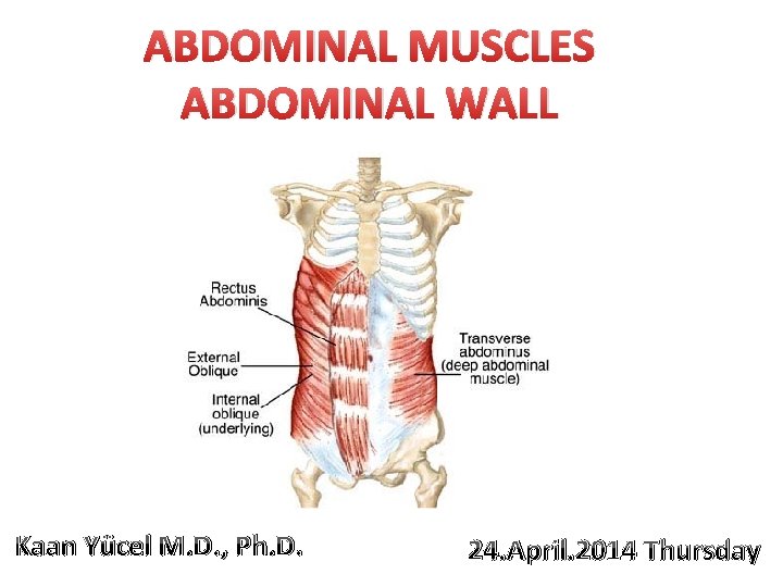 ABDOMINAL MUSCLES ABDOMINAL WALL Kaan Yücel M. D. , Ph. D. 24. April. 2014