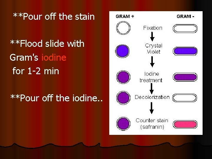 **Pour off the stain **Flood slide with Gram's iodine for 1 -2 min **Pour
