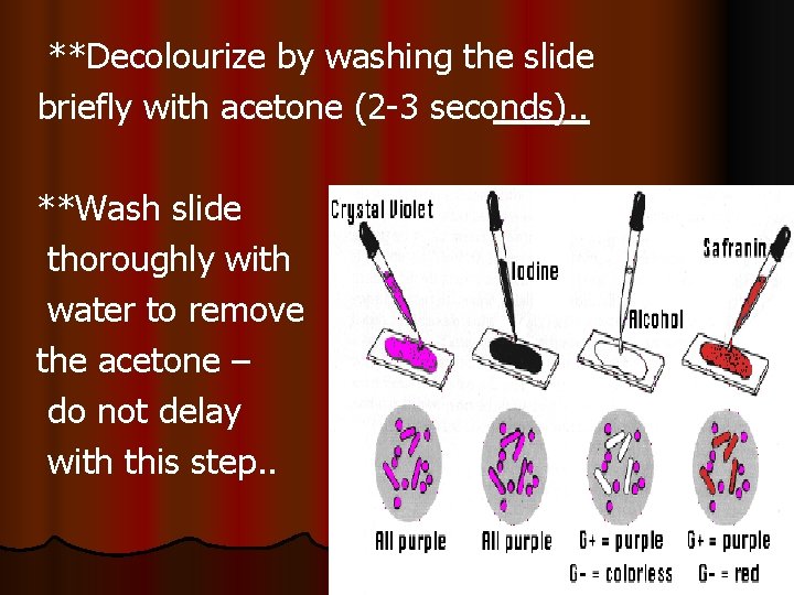 **Decolourize by washing the slide briefly with acetone (2 -3 seconds). . **Wash slide