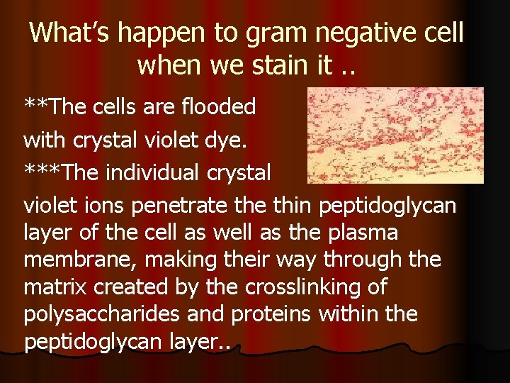 What’s happen to gram negative cell when we stain it. . **The cells are