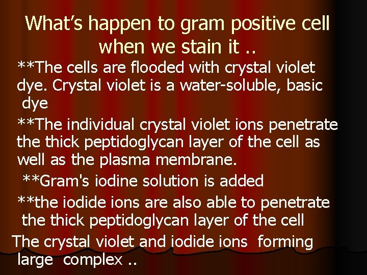 What’s happen to gram positive cell when we stain it. . **The cells are
