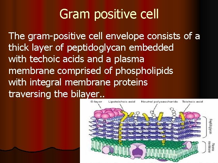 Gram positive cell The gram-positive cell envelope consists of a thick layer of peptidoglycan