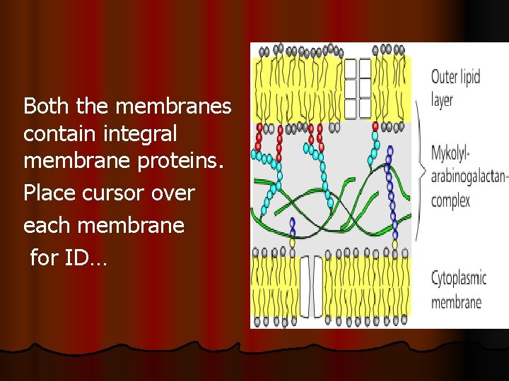 Both the membranes contain integral membrane proteins. Place cursor over each membrane for ID…