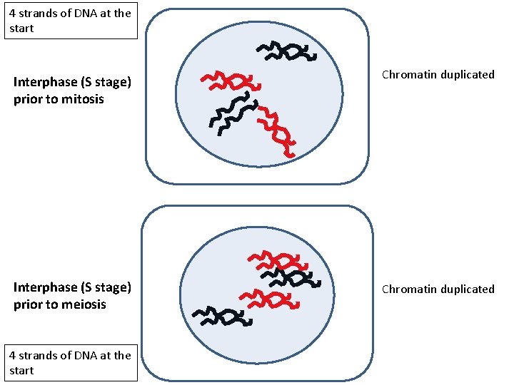 4 strands of DNA at the start Interphase (S stage) prior to mitosis Interphase