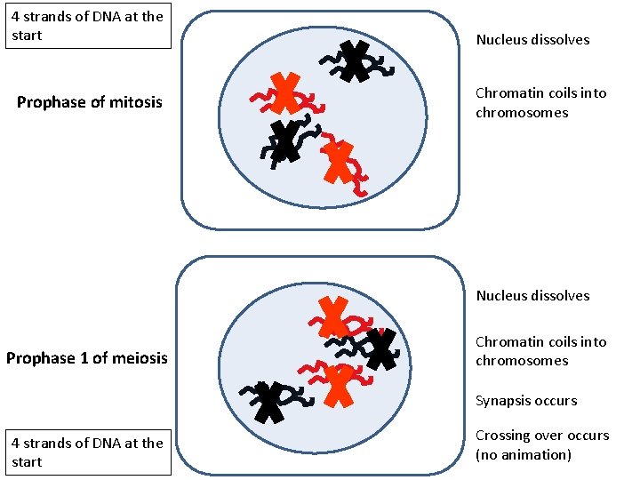 4 strands of DNA at the start Prophase of mitosis Nucleus dissolves Chromatin coils