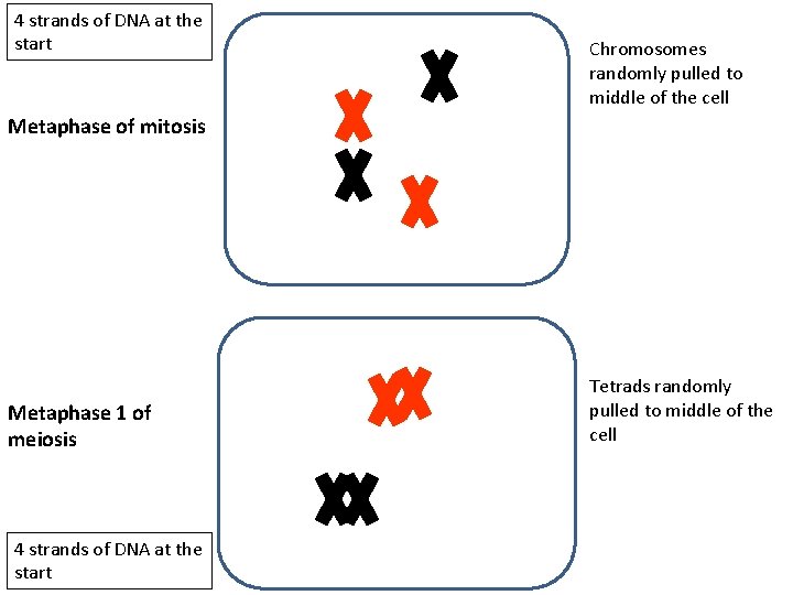 4 strands of DNA at the start Chromosomes randomly pulled to middle of the