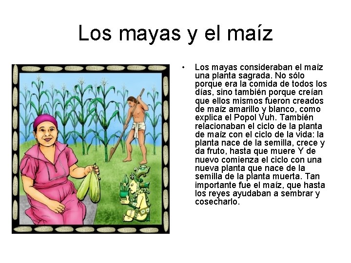 Los mayas y el maíz • Los mayas consideraban el maíz una planta sagrada.