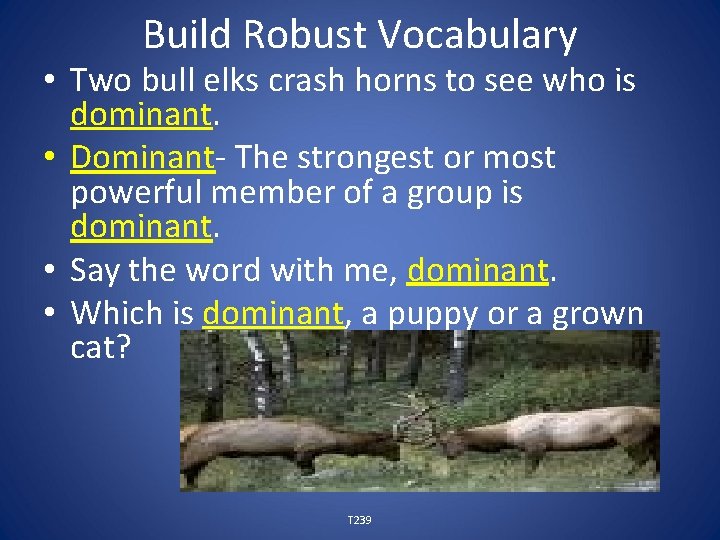 Build Robust Vocabulary • Two bull elks crash horns to see who is dominant.