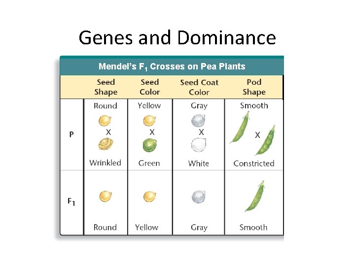 Genes and Dominance Mendel’s F 1 Crosses on Pea Plants 