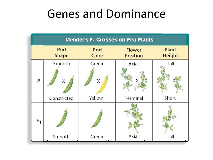 Genes and Dominance Mendel’s Seven F 1 Crosses on Pea Plants Mendel’s F 1