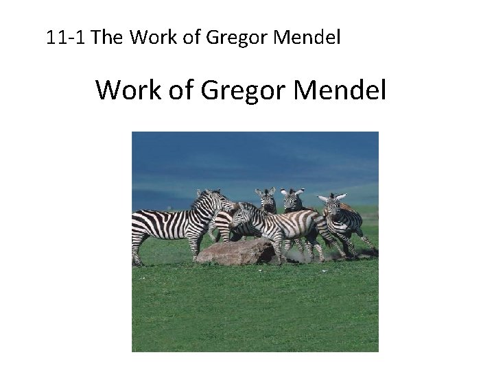 11 -1 The Work of Gregor Mendel 