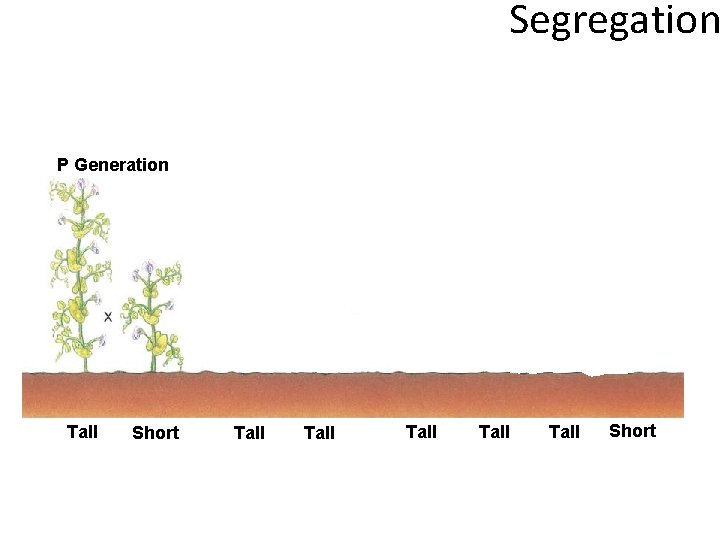 Segregation P Generation F 2 Generation F 1 Generation • Mendel's F 2 Generation