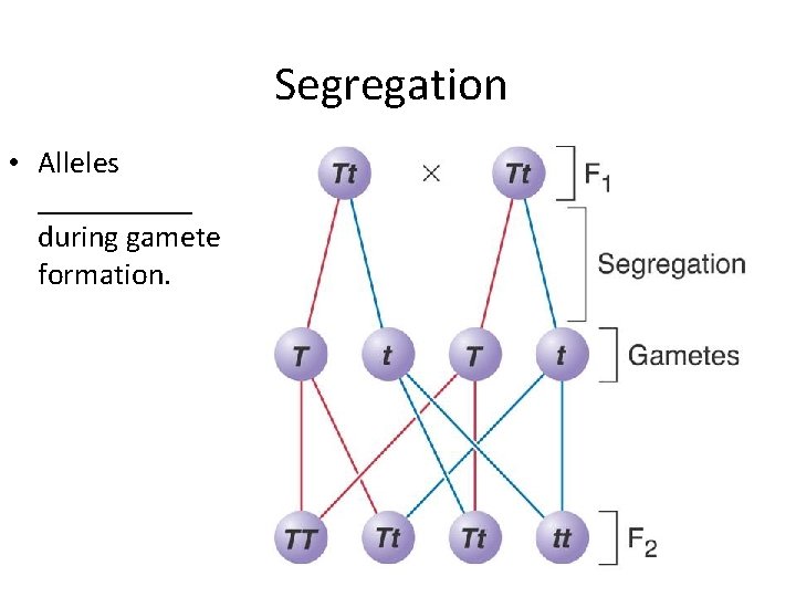 Segregation • Alleles _____ during gamete formation. 