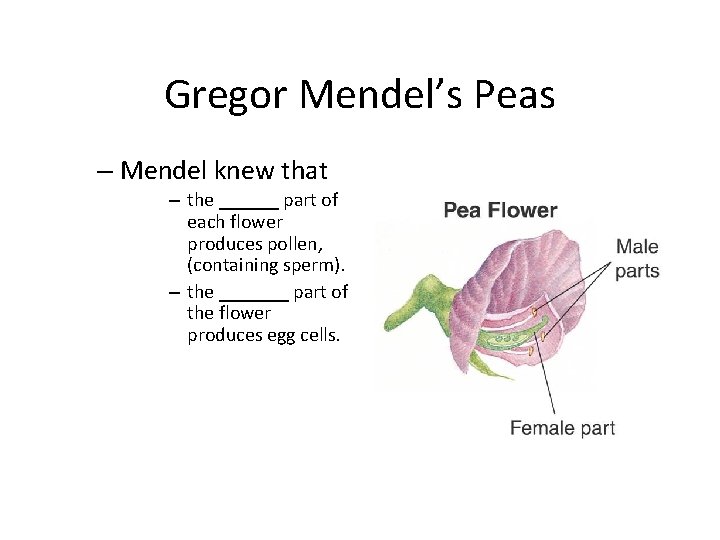 Gregor Mendel’s Peas – Mendel knew that – the ______ part of each flower