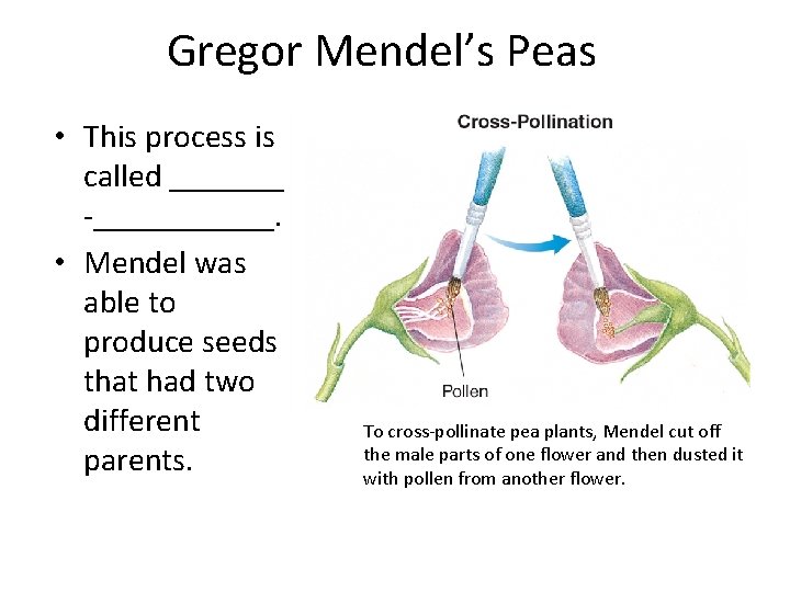 Gregor Mendel’s Peas • This process is called _______ -______. • Mendel was able
