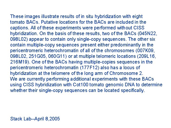 These images illustrate results of in situ hybridization with eight tomato BACs. Putative locations