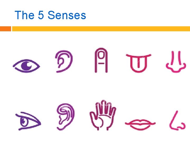The 5 Senses 