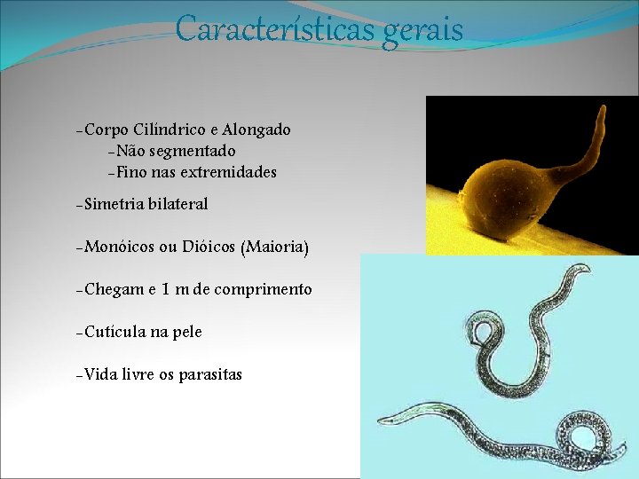 Características gerais -Corpo Cilíndrico e Alongado -Não segmentado -Fino nas extremidades -Simetria bilateral -Monóicos