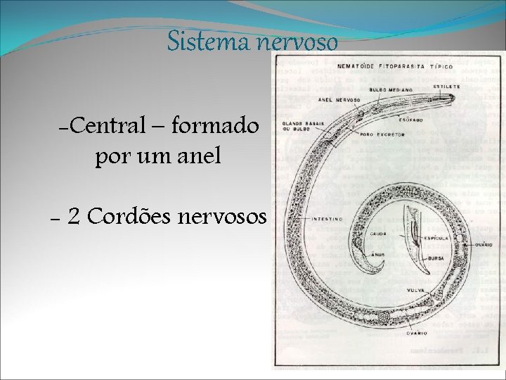 Sistema nervoso -Central – formado por um anel - 2 Cordões nervosos 