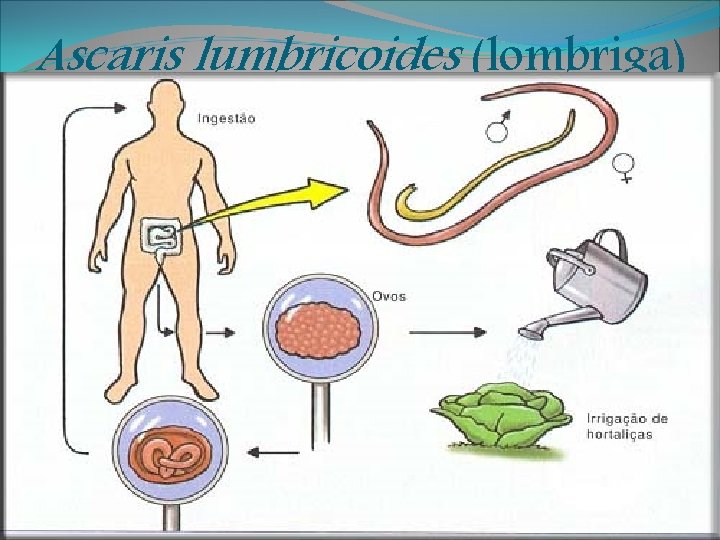 Ascaris lumbricoides (lombriga) 