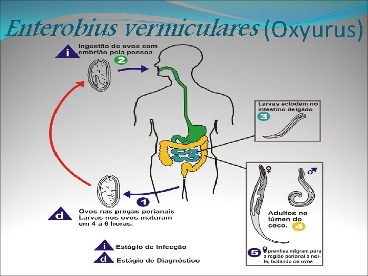 Enterobius vermiculares (Oxyurus) 