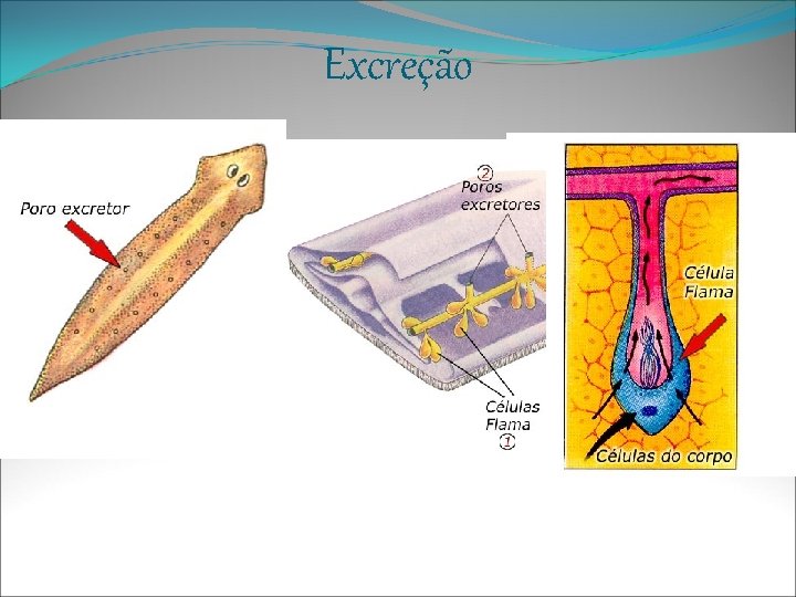 Excreção 