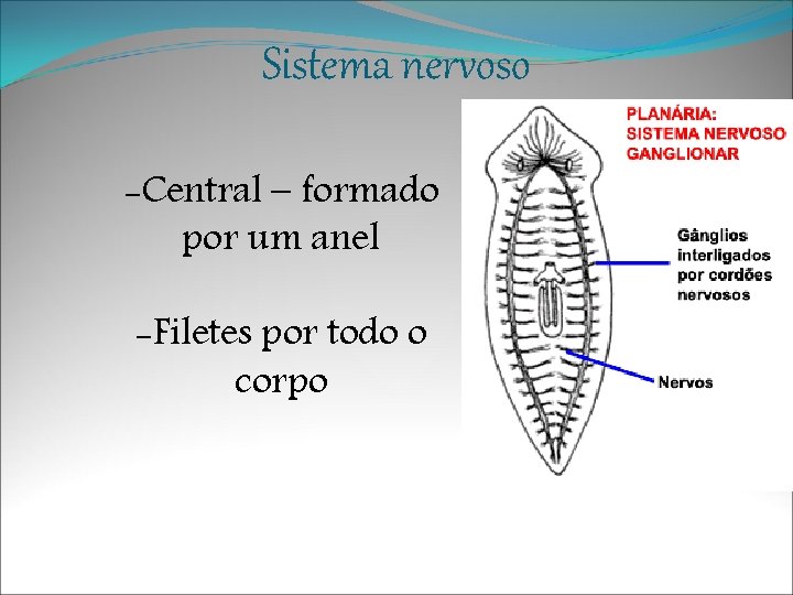 Sistema nervoso -Central – formado por um anel -Filetes por todo o corpo 